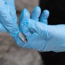 A juvenile salmon being held by a gloved hand.