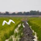 Egret