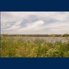 Meadow by water