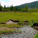 Childs Meadow; a stream meanders through a lush green mountain meadow.