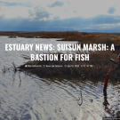 Estuary News article screenshot