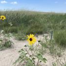 a grassland with 2 yellow flowers in the foreground in sandy substrate and a blue sky