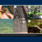 Pictures of Lahontan cutthroat trout fieldwork