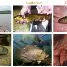 Example study species from each of three life-history strategies in north temperate lakes.