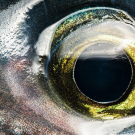 banner image for unfold podcast; this series it is a fish's eye up close 