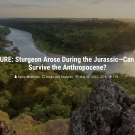 Banner for Maven's Notebook feature on sturgeon (https://mavensnotebook.com/2023/05/31/feature-sturgeon-arose-during-the-jurassic-can-they-survive-the-anthropocene/)