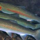 Three adult steelhead fish underwater. 