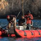 Yurok Tribal Fisheries Nov2023 salmon carcass survey (c) Alysha Beck, UC Davis.jpg