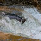 fish leaping against flow of water to get upstream