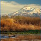 A salmon swimming with Mt. Shasta in view
