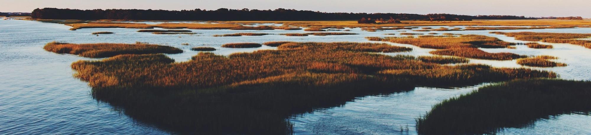 View of a marsh. Photo by Bre Smith on Unsplash.